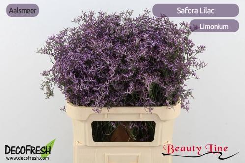Limonium Safora Lilac