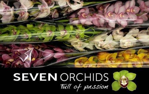 Cymbidium grootbloemig per tak gemengd