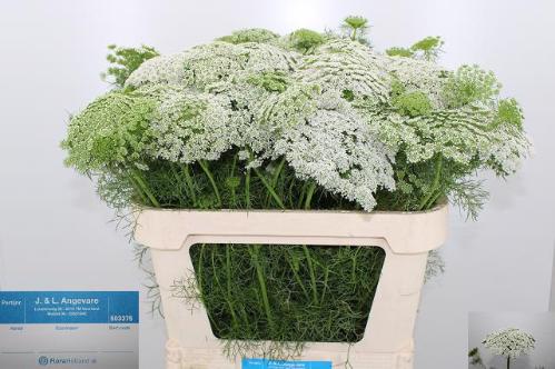 Ammi visnaga 'Casablanca'