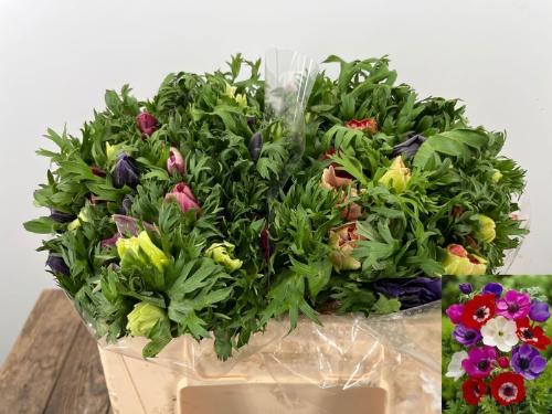 Anemone coronaria Marianne gemengd