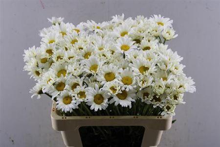 Leucanthemum vulgare overig