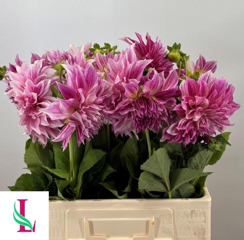 Dahlia (Decorative Grp) 'Café au Lait Royale'