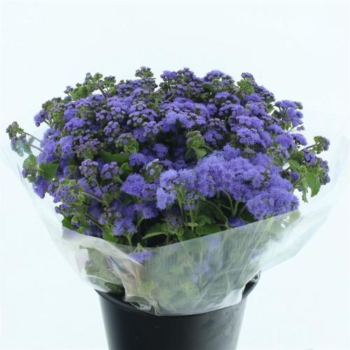 Ageratum houstonianum 'Blue Horizon'