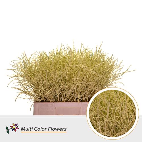 Vaccinium kleurbehandeld H%