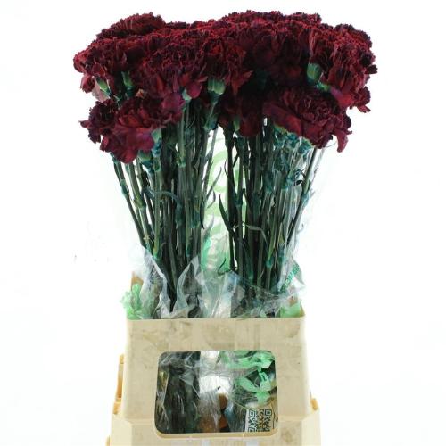 Dianthus standaard kleurbehandeld H%