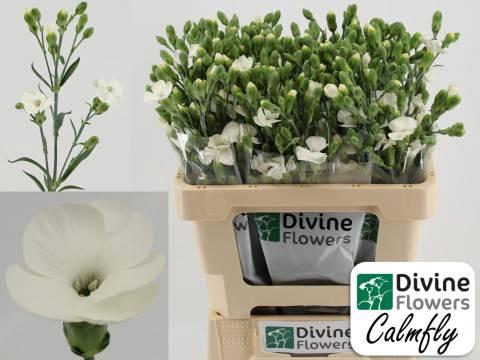 Dianthus tros Solandis Calmfly