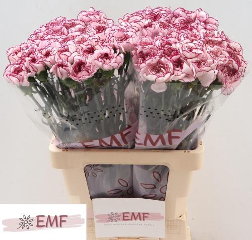 Dianthus standaard Damascus