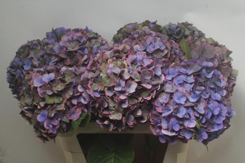 Hydrangea macrophylla 'Midnight Sky'