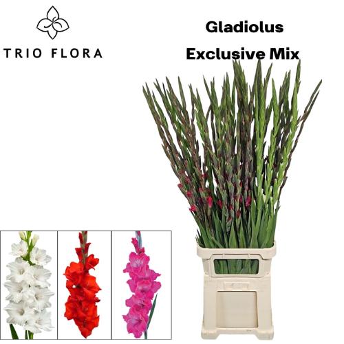 Gladiolus grootbloemig gemengd in fust