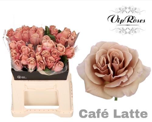 Rosa grootbloemig Café Latte