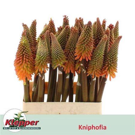 Kniphofia 'Alcazar'