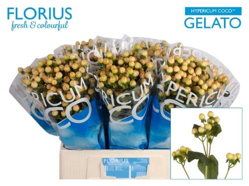 Hypericum Coco Gelato