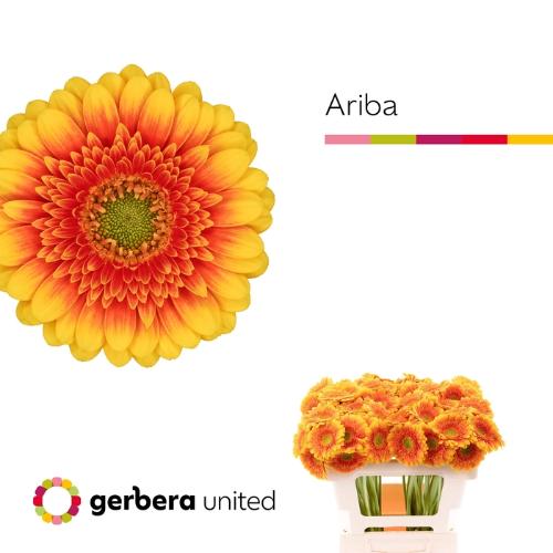 Gerbera mini Ariba