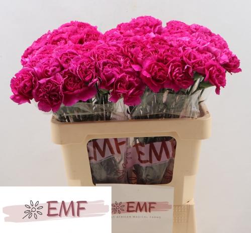 Dianthus standaard Yara+