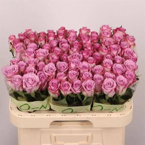 Rosa grootbloemig Thriller