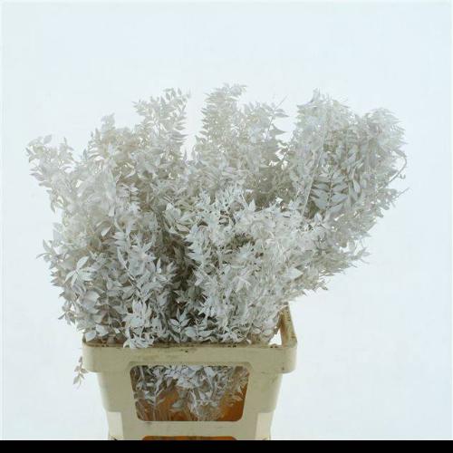 Ruscus kleurbehandeld H%