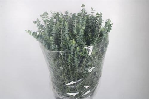 Eucalyptus per bos 'Baby Blue'