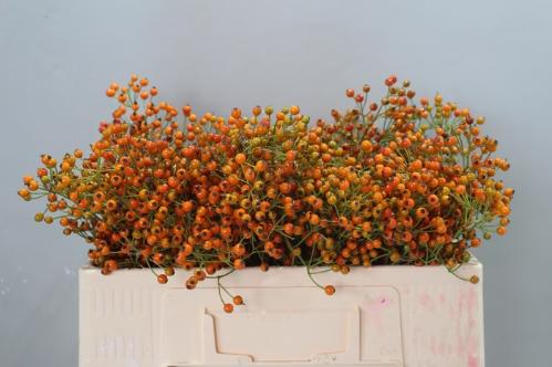 Rosa Prinsberry Orange