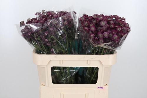 Astrantia major 'Star of Desire'