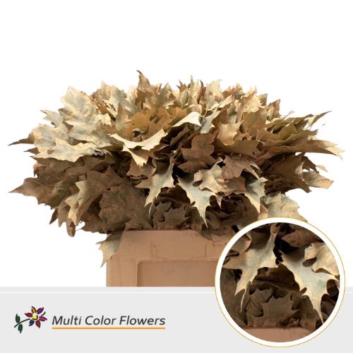 Quercus rubra kleurbehandeld H%