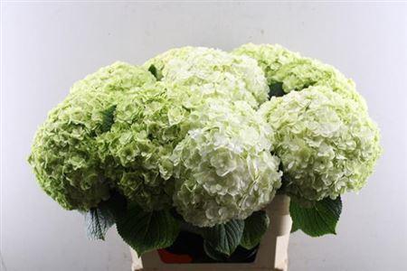 Hydrangea macrophylla Royal Highness (classic)