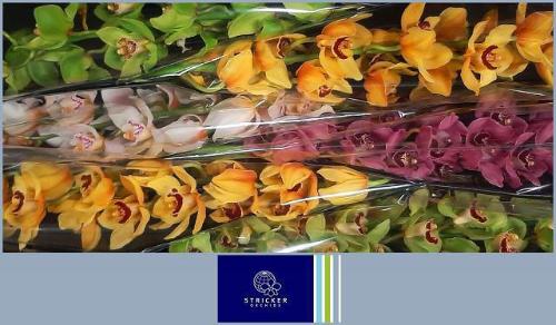 Cymbidium grootbloemig per tak gemengd