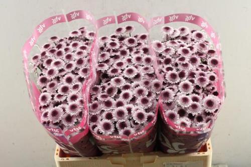 Chrysanthemum Indicum Grp tros santini Sweetheart