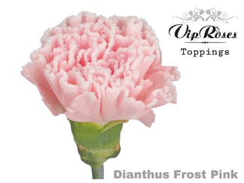 Dianthus standaard kleurbehandeld H%