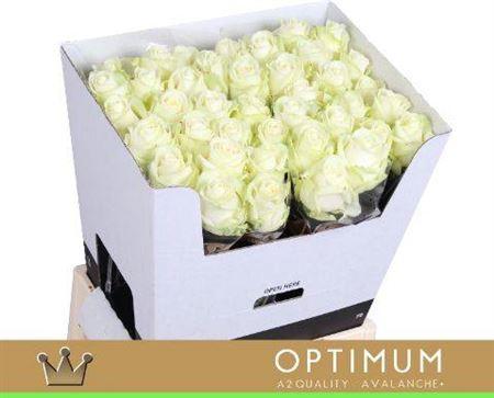 Rosa grootbloemig Avalanche+