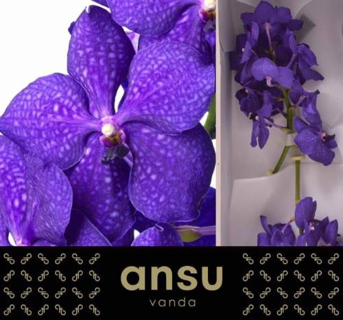 Vanda Nitaya Royal Blue