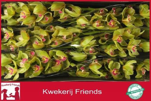 Cymbidium grootbloemig per tak 'Bremo'