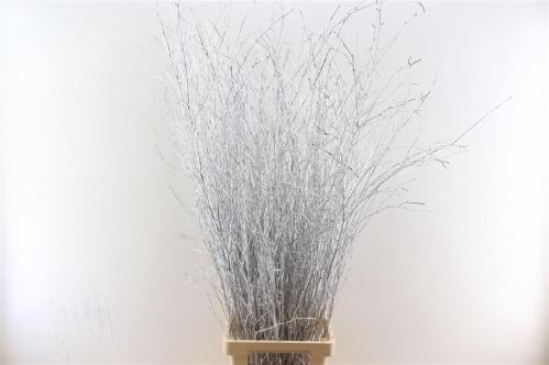 Betula kleurbehandeld H%