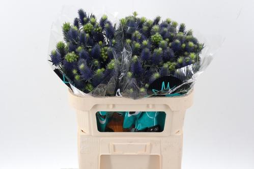 Eryngium Supernova Questar