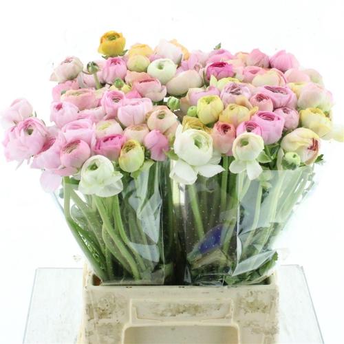 Ranunculus gemengd in bos