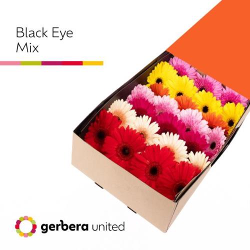 Gerbera grootbloemig gemengd op rij