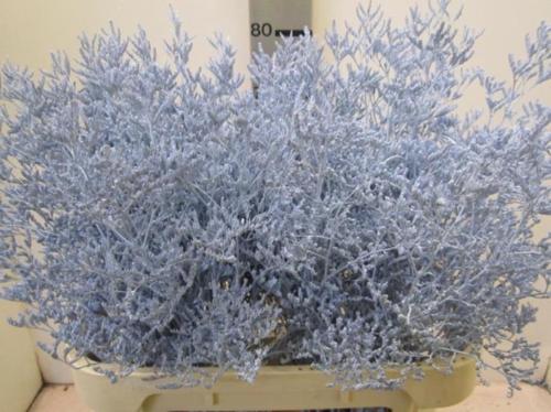 Limonium overig kleurbehandeld H%
