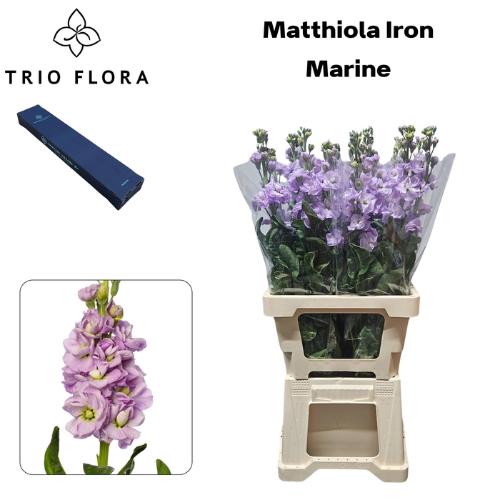 Matthiola incana 'Iron Marine'