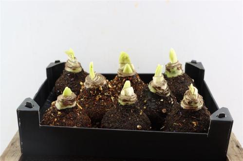 Hippeastrum bol gewaxt H%