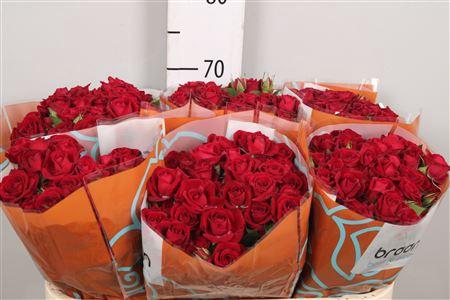Rosa tros Rubicon