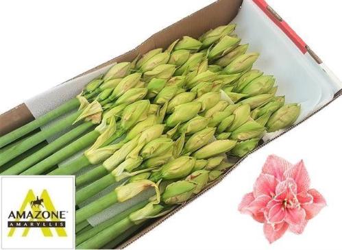 Hippeastrum Double Galaxy Grp Sweet Nymph