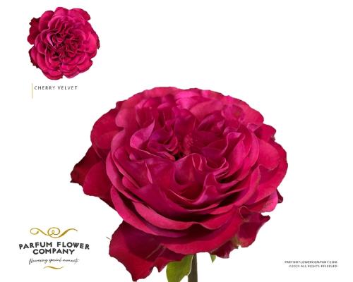 Rosa grootbloemig Cherry Velvet