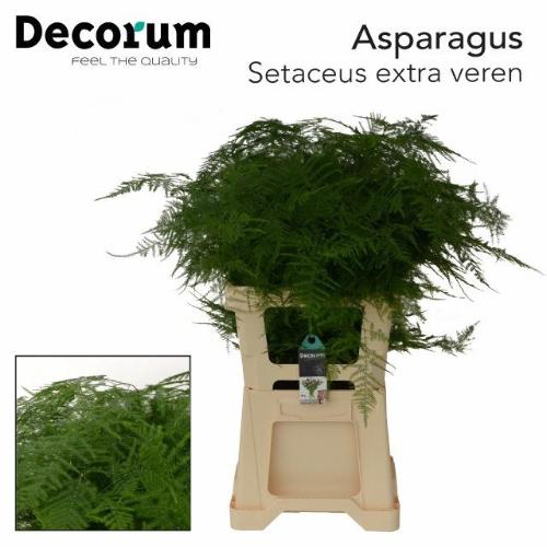 Asparagus setaceus overig