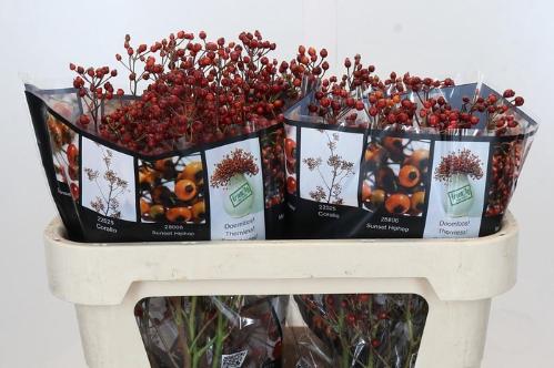 Rosa Rosefruits Elite