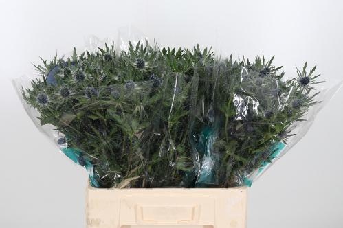 Eryngium Orion Questar