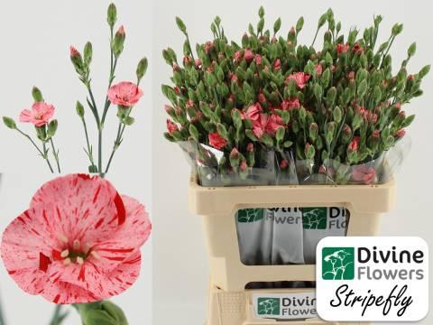 Dianthus Solandis Stripefly
