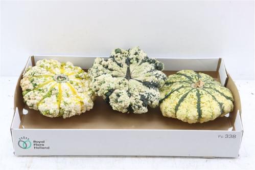 Siervruchten per stuk Cucurbita pepo Patisson Mix