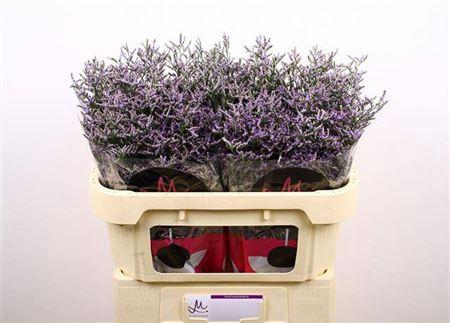 Limonium 'Skylight'
