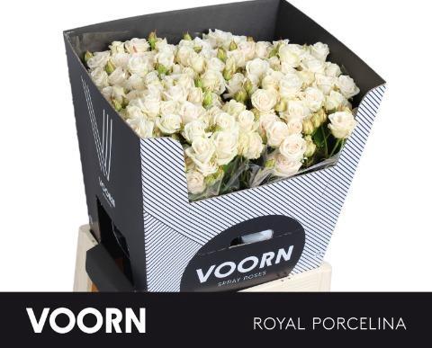 Rosa tros Royal Porcelina