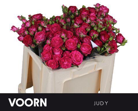 Rosa tros Judy