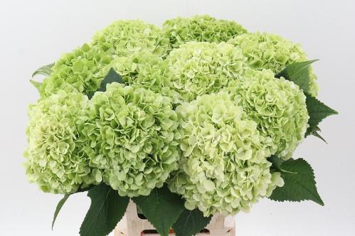 Hydrangea macrophylla 'Cannonball' (classic)